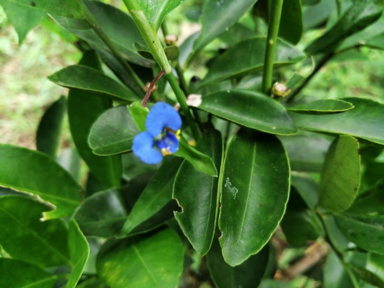 Blue Flower on Calamnsi Shrub