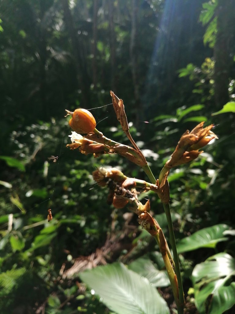 Edible Forest Plant