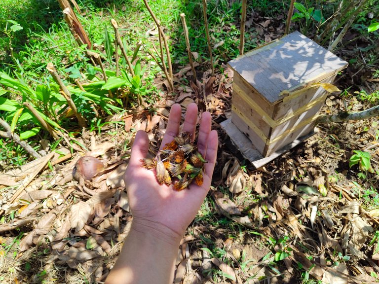 Growing marigolds at the Orchard