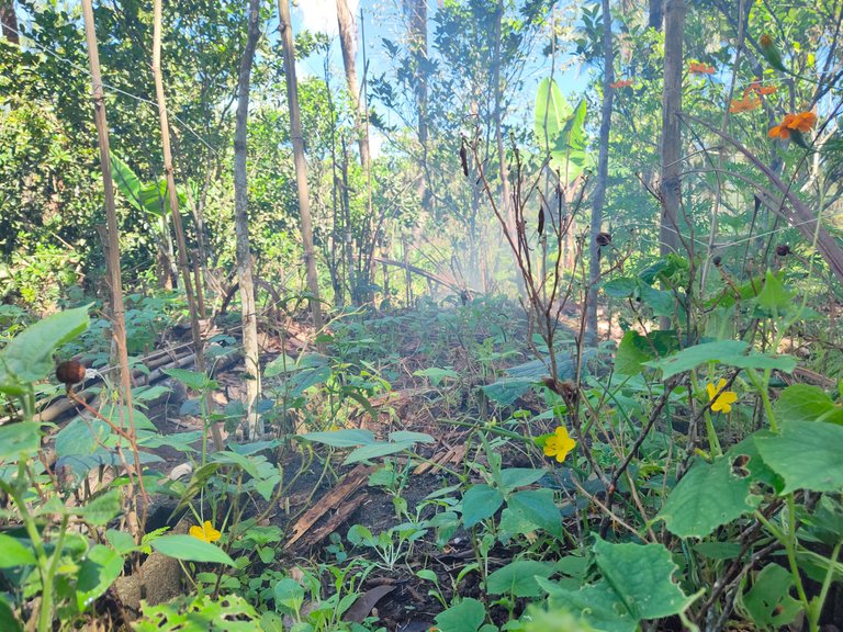 Coco husk smoke as insect deterrent