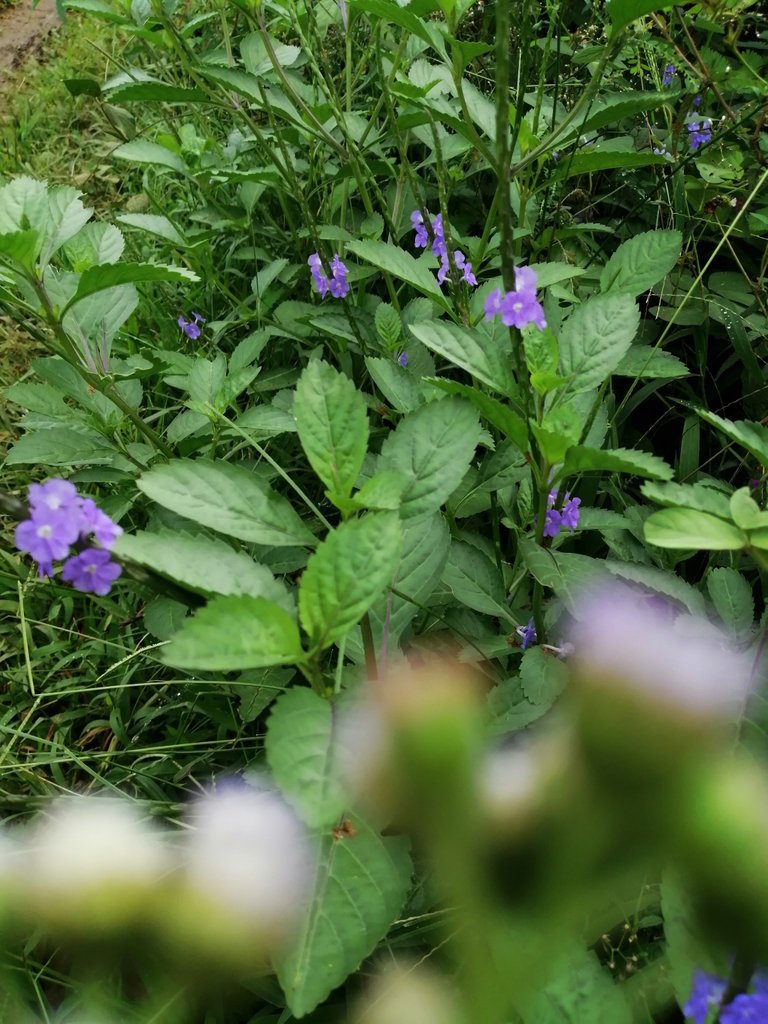 Medicinal Plant with Purple Flowers