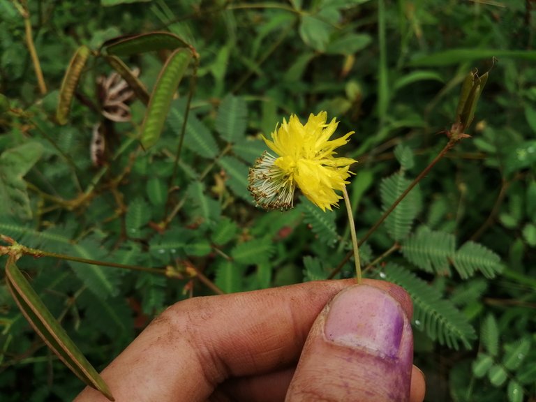 Golden Wildflower