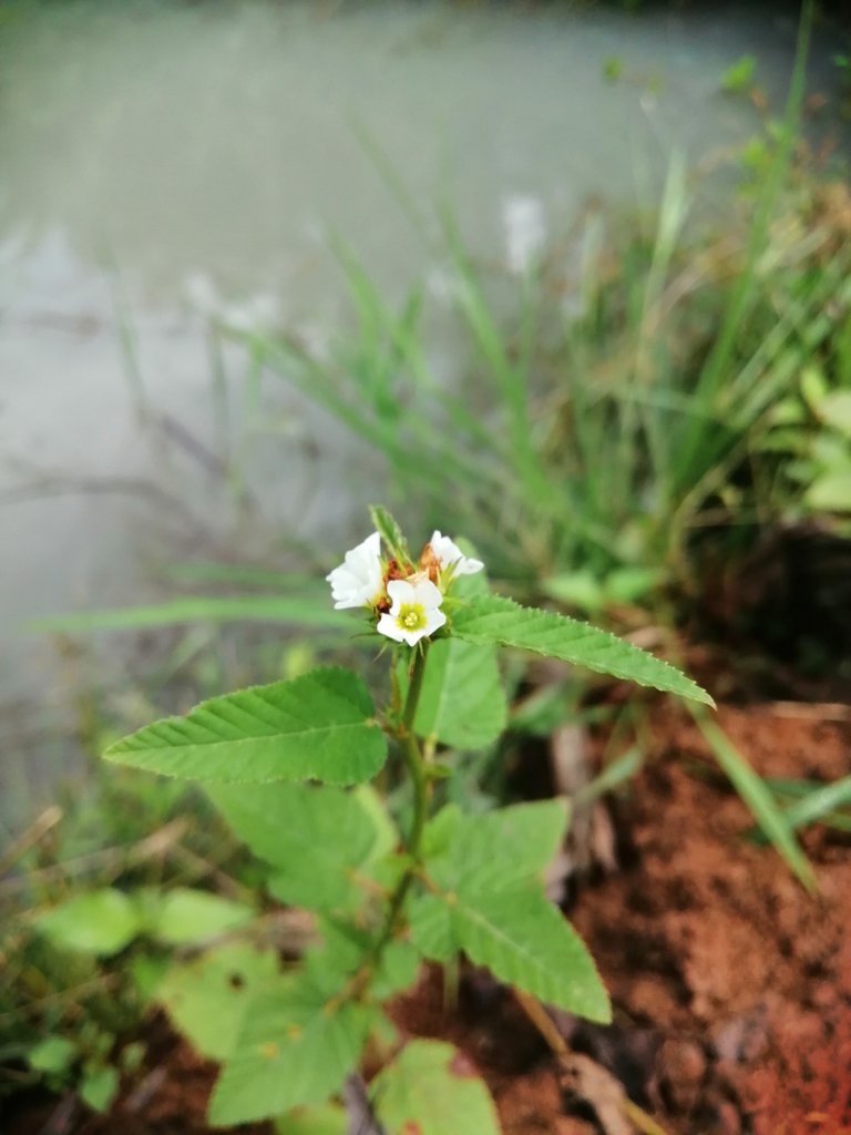 White Wildflower