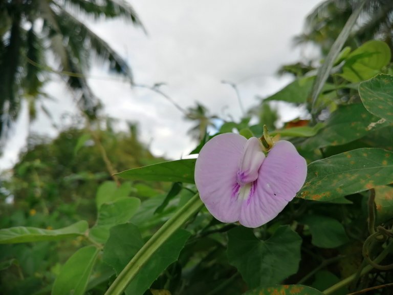 String Bean flower