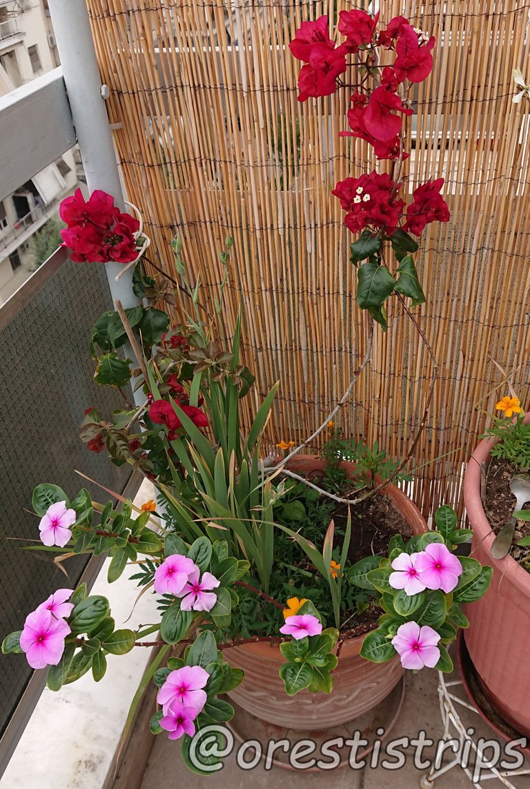DSC_0016.JPG