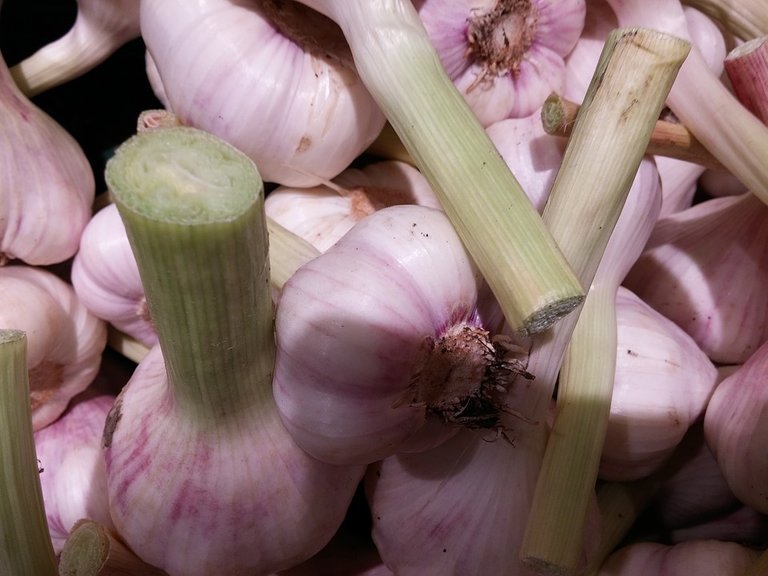 garlic-1622343_960_720.jpg