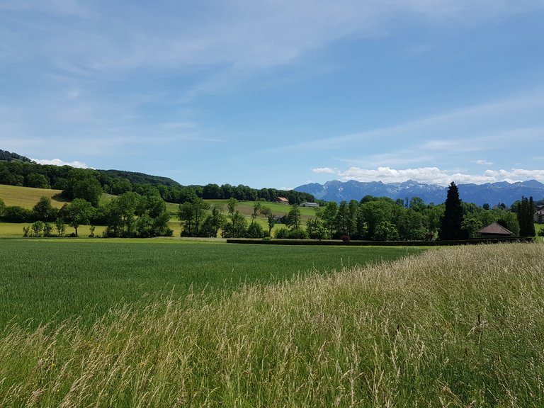 Vue sur la campagne de Puidoux et les Alpes depuis Puidoux