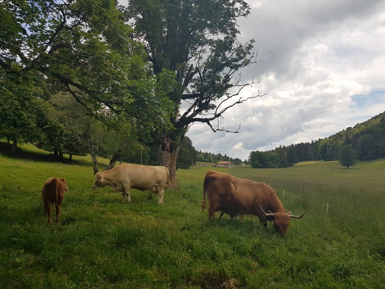Vue sur la campagne et une vache cornue ;)