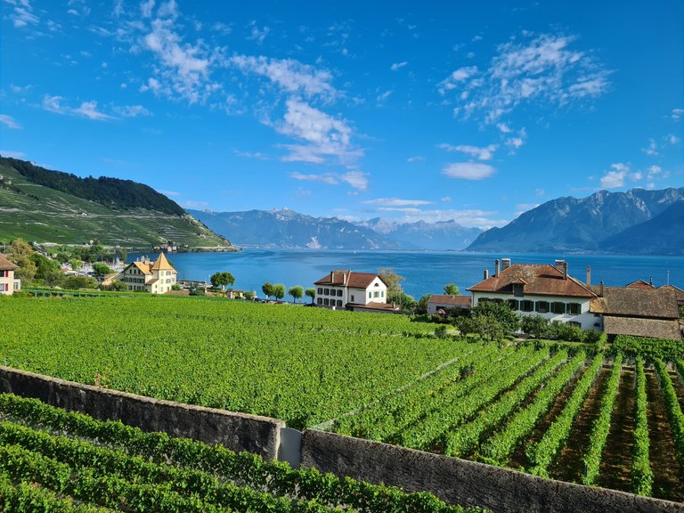 Vue sur les vignes en terrasse du Lavaux, les pré-Alpes, l'entrée du Valais, les Alpes Suisses et le lac Léman depuis Cully