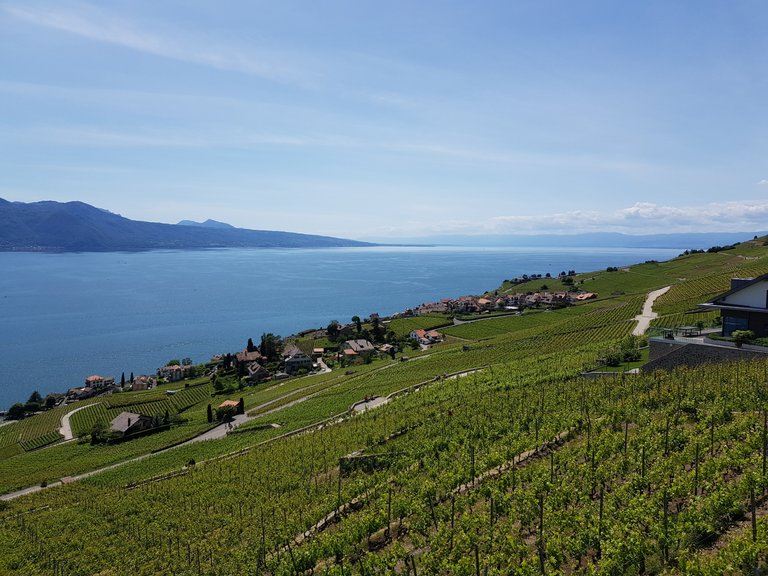Vue sur les Alpes Françaises, le lac Léman et les vignes en terrasse du Lavaux depuis Chexbres