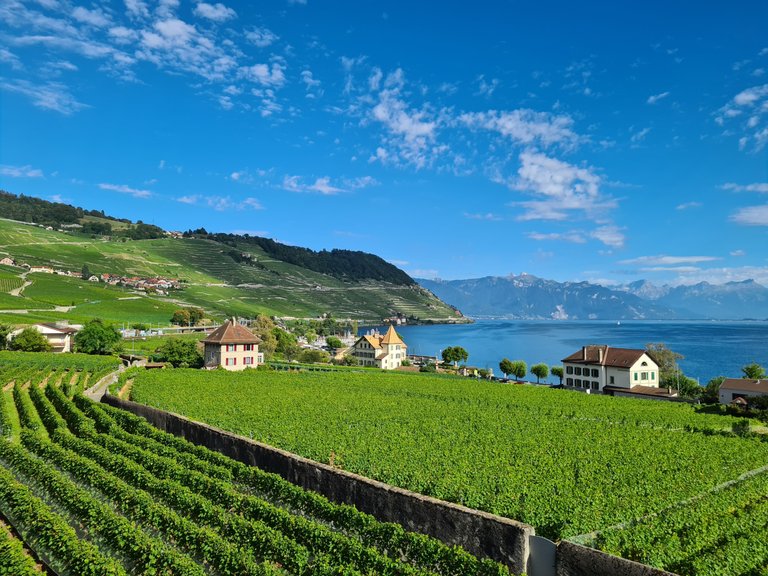 Vue sur les vignes en terrasse du Lavaux, les pré-Alpes et le lac Léman depuis Cully