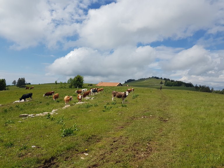 Vaches près du sommet du Mont Racine