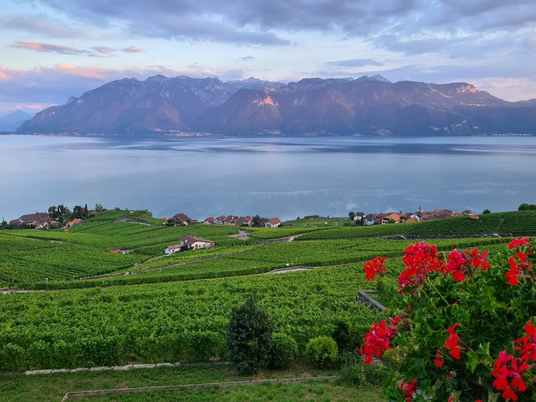 Vue sur le lac Léman, les Alpes, le coucher de soleil et les vignes en terrasse depuis Chexbres