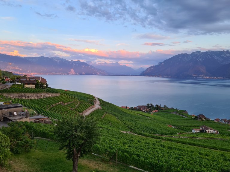 Vue sur les pré-Alpes, le lac Léman, les Alpes, le coucher de soleil et les vignes en terrasse depuis Chexbres