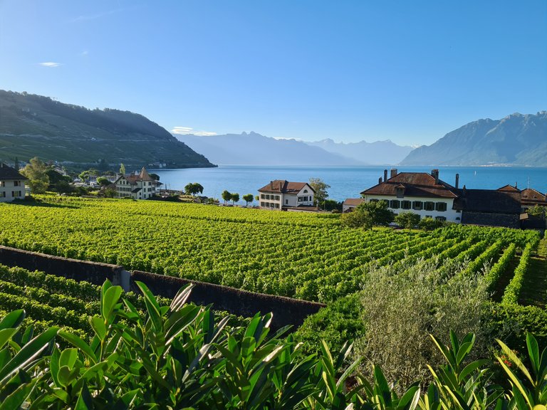 Vue sur les vignes en terrasse du Lavaux, le lac Léman, les pré-Alpes, L'entrée du Valais et les Alpes depuis Cully