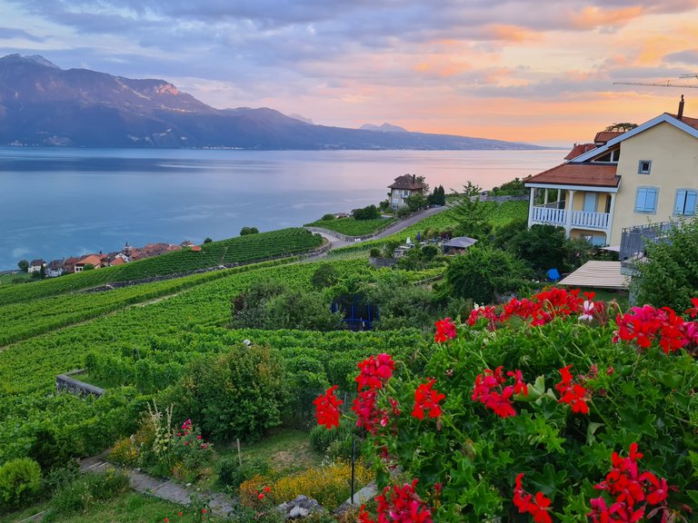 Vue sur les Alpes, le lac Léman, le coucher de soleil et les vignes en terrasse depuis Chexbres