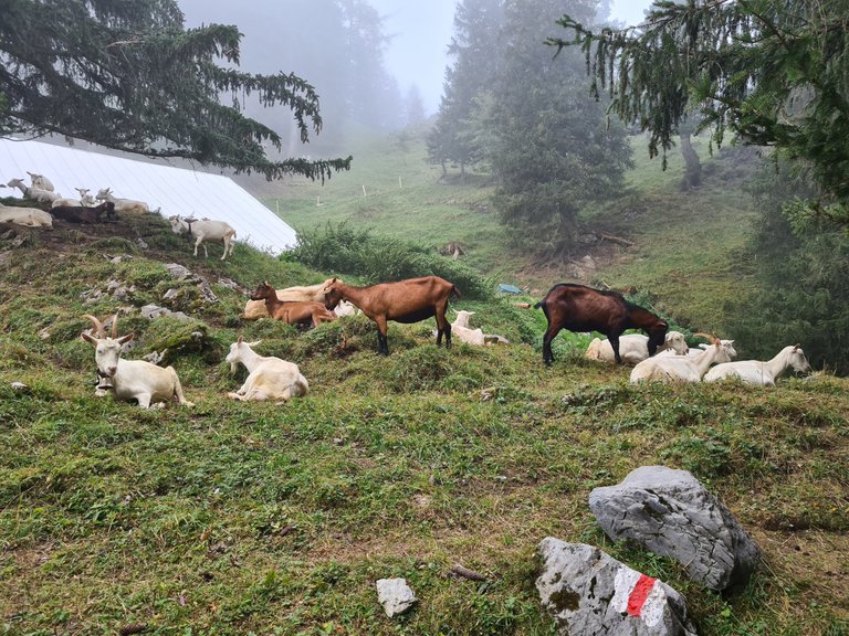 Vue sur les chèvres et boucs de montagne en direction de la buvette de La Vare