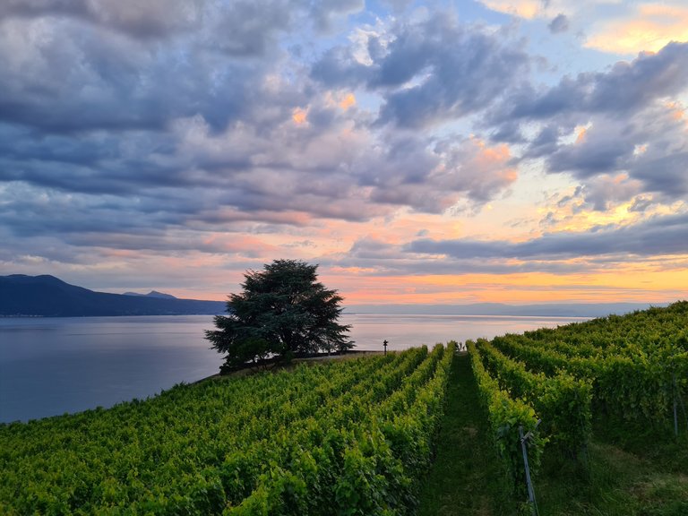 Vue sur les Alpes, le lac Léman, les vignes en terrasse du Lavaux et le coucher de soleil depuis Saint-Saphorin