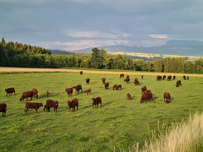 Vue sur les pré-Alpes, la campagne de Ferlens et d'Oron depuis Ferlens