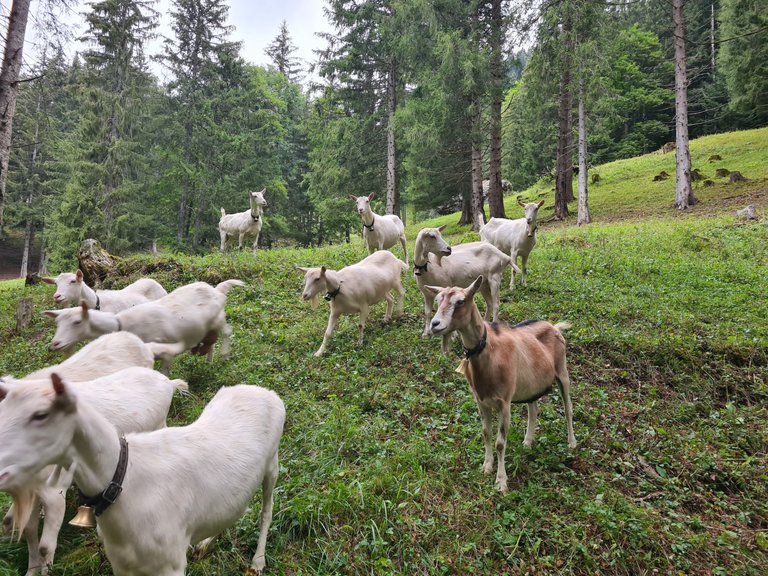 Vue sur les chèvres de montagne à la fin de la randonnée