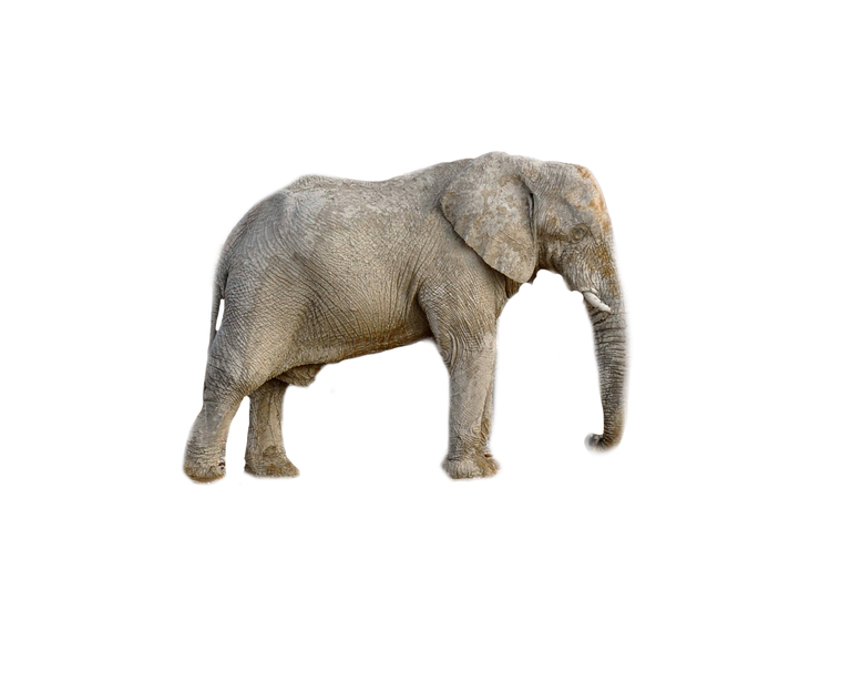 elephant-3095554_1920.png