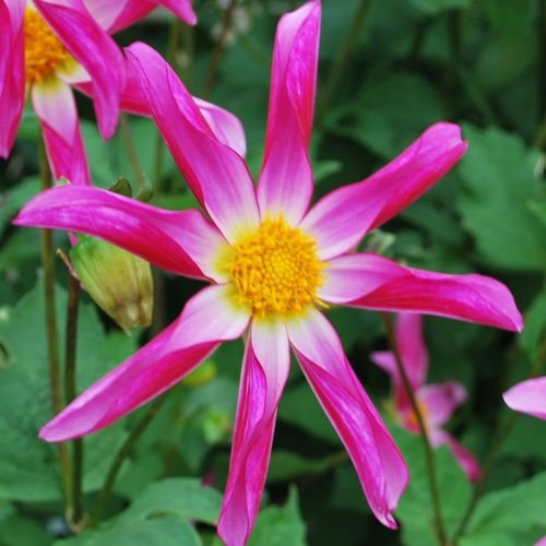 Dahlia Honka Rose.jpg