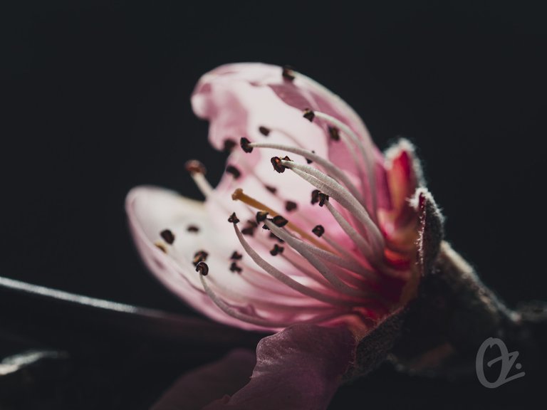 bloomed_spring_twig7.jpg