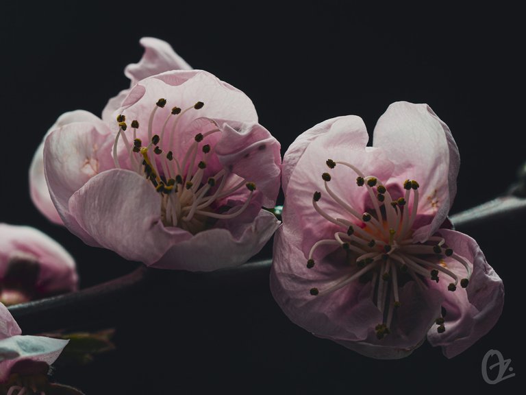 bloomed_spring_twig11.jpg
