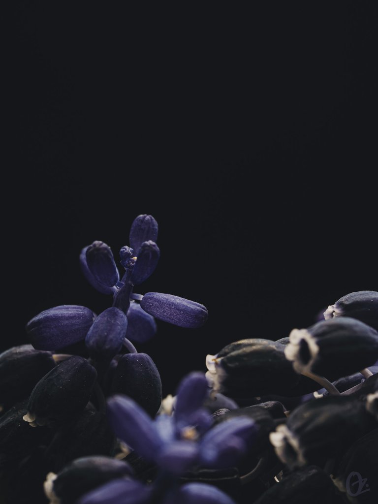 grape_hyacinth4.jpg