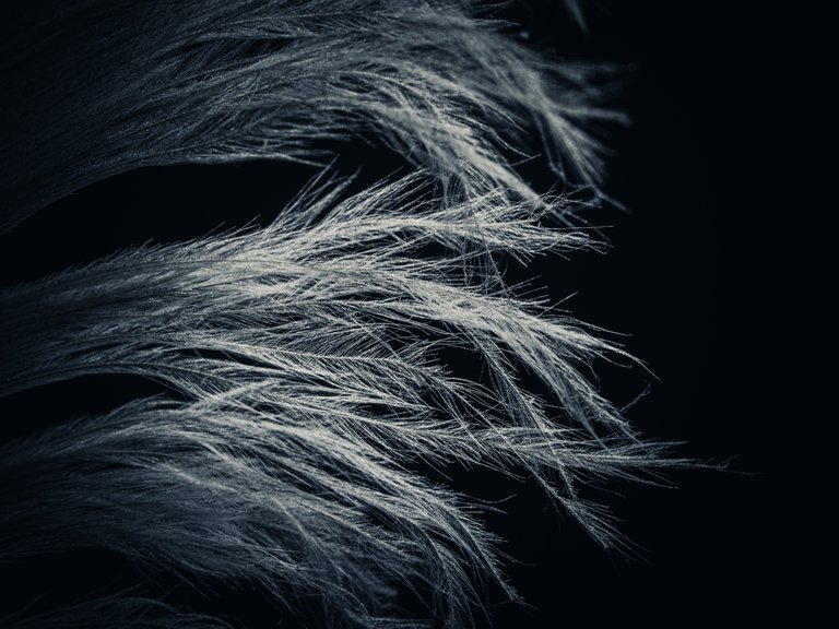 feather6.jpg