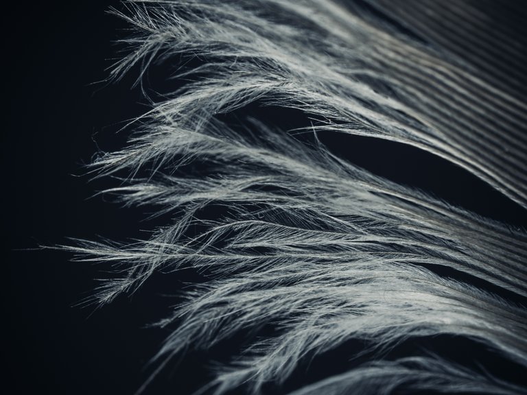 feather8.jpg