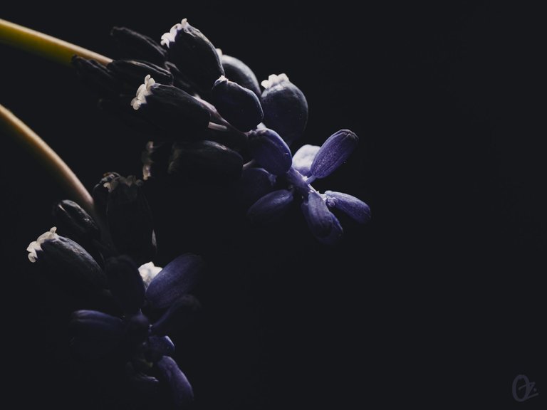 grape_hyacinth7.jpg