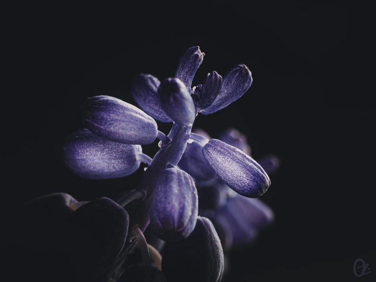 grape_hyacinth.jpg