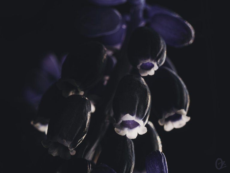 grape_hyacinth2.jpg