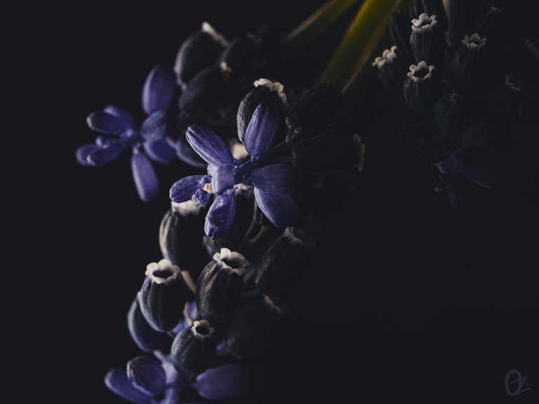 grape_hyacinth5.jpg