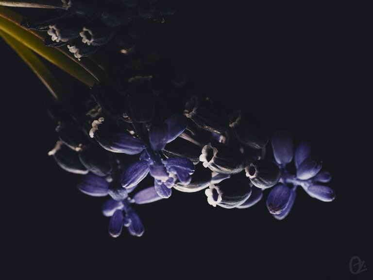 grape_hyacinth6.jpg