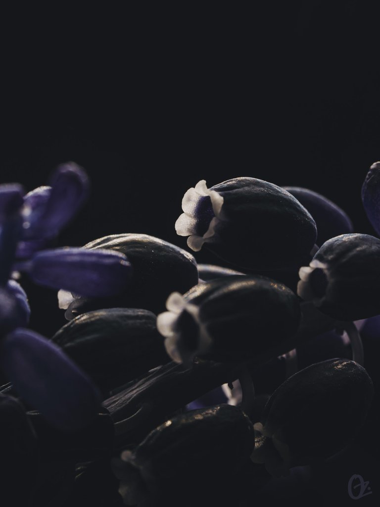 grape_hyacinth3.jpg
