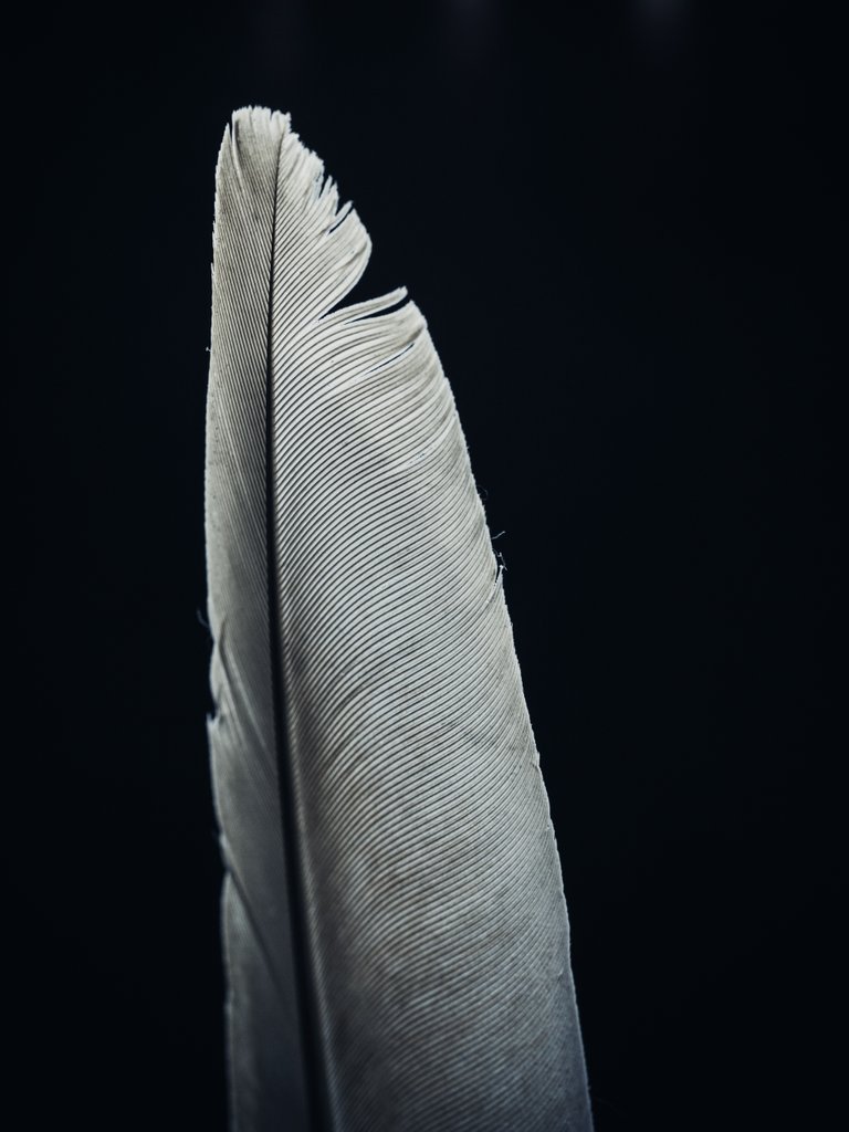 feather11.jpg