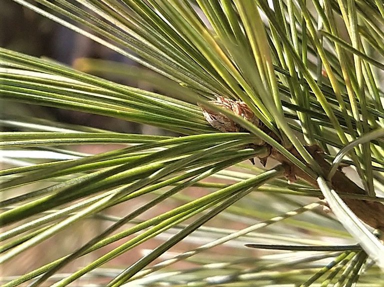 pine pollen.jpg