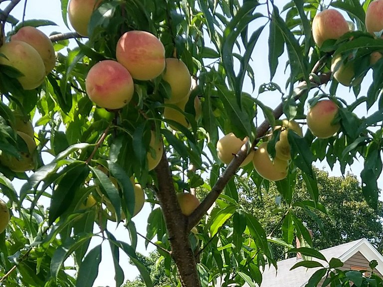 peach tree 2.jpg