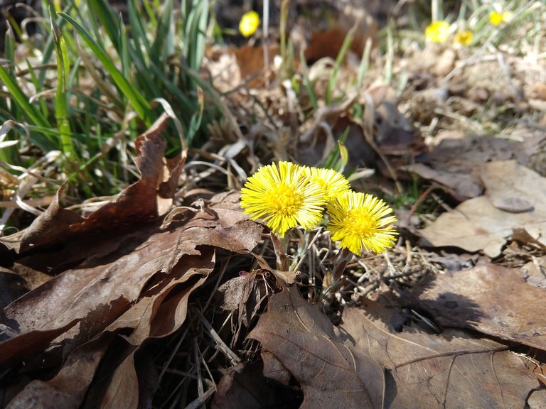 coltsfoot.jpg