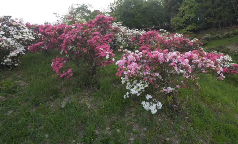 2rhododendron.png