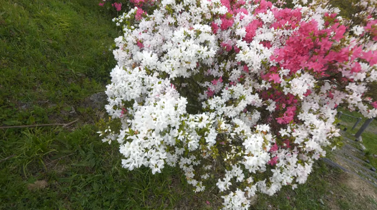 4rhododendron.png