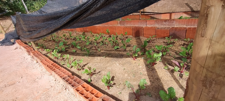 beetroot planting