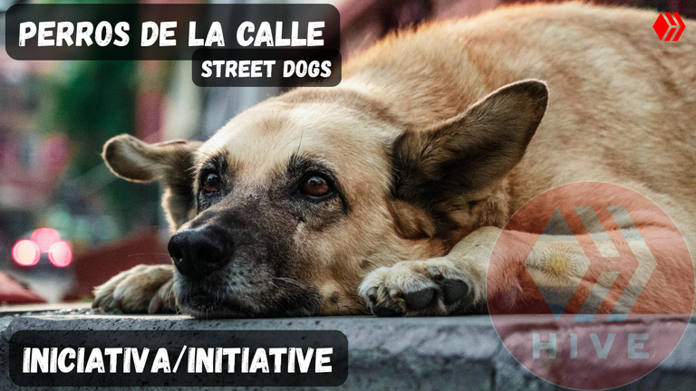 PERROS DE LA CALLE.png