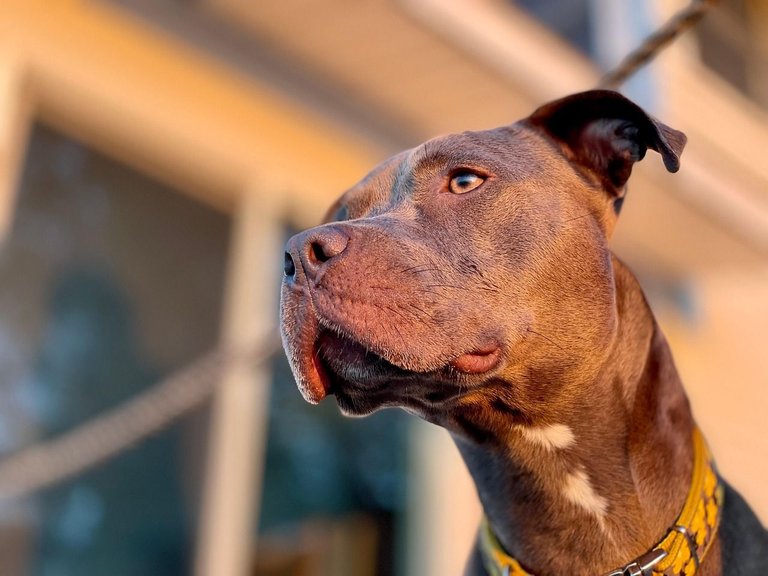 dog-7385792_1280.jpg