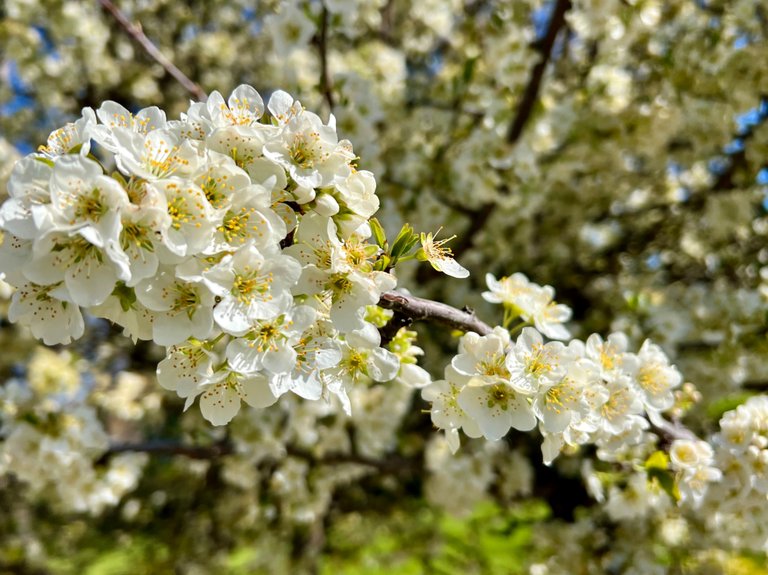 ¡Bienvenida, primavera! // Welcome, spring!