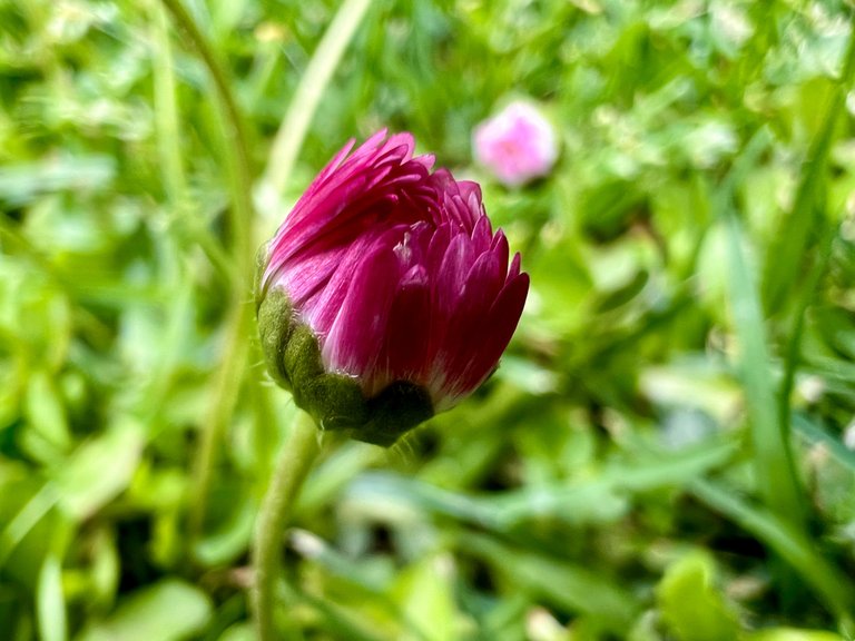 IMG_9521.JPG
