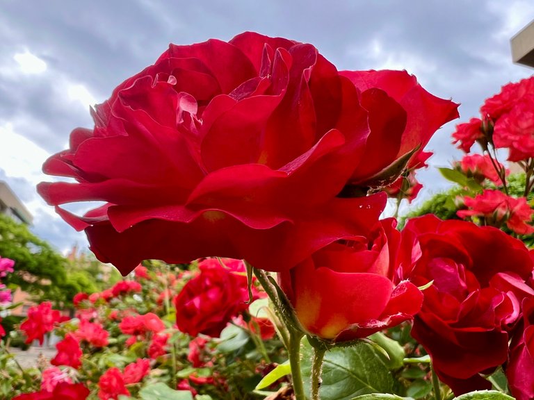 Flores para un día nublado // Flowers for a cloudy day