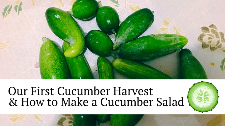 Our First Cucumber Harvest & How to Make a Cucumber Salad.png